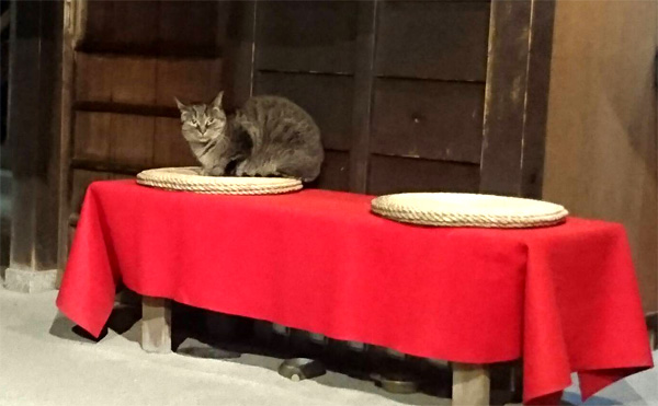 路地奥Garden168さんの店内から見えるベンチに座っている猫ちゃん